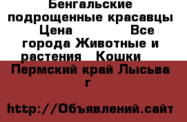 Бенгальские подрощенные красавцы. › Цена ­ 20 000 - Все города Животные и растения » Кошки   . Пермский край,Лысьва г.